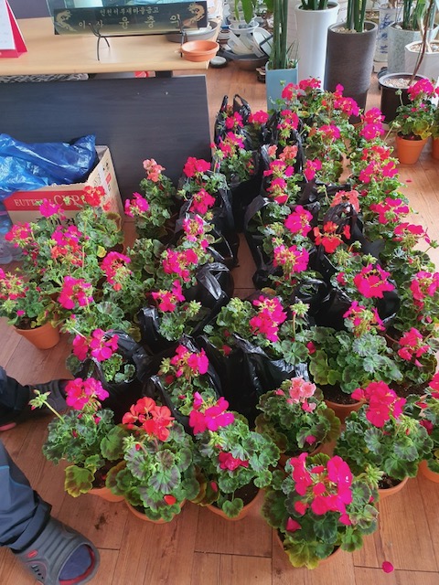 치매예방을 위한 원예치료 및 정리수납 봉사치매예방을 위한 원예치료 2차 사업에 쓰일 붉은 꽃 화분들에 바닥에 놓여있는 사진