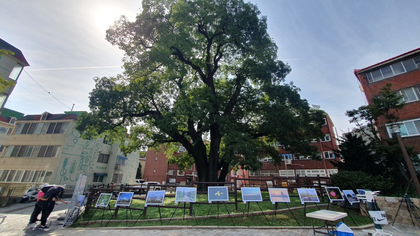 오래된 고목 주변으로 2023년 별빛 무지개 축제에 제출된 사진들이 전시되어 있는 현장모습